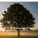 ARTIGO: Uma experiência de mindfulness & coaching