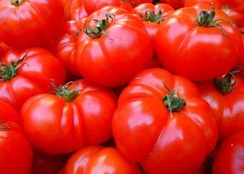 Há 300 vagas de emprego para indústria de transformação do tomate