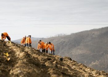 Green Human Resources Management: Como os RH podem tornar as organizações mais sustentáveis