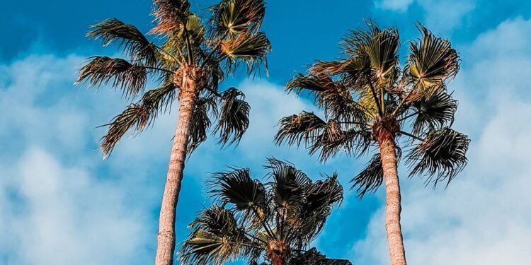 12 maneiras de trazer o verão para o escritório