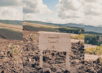AdvanceWorks Forest Compensar 100% das emissões CO2 é uma questão de compromisso