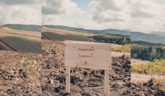 AdvanceWorks Forest Compensar 100% das emissões CO2 é uma questão de compromisso